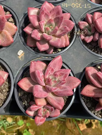 Echeveria 'Hephaestus' w/ Offsets (赫菲单头和带惠) succulent — wholesale bare-root export from Yunnan, China (4 of 6)