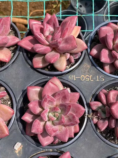 Echeveria 'Hephaestus' w/ Offsets (赫菲单头和带惠) succulent — wholesale bare-root export from Yunnan, China (2 of 6)
