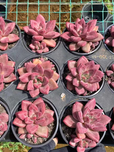 Echeveria 'Hephaestus' w/ Offsets (赫菲单头和带惠) succulent — wholesale bare-root export from Yunnan, China (5 of 6)