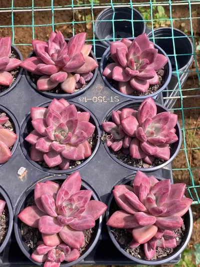 Echeveria 'Hephaestus' w/ Offsets (赫菲单头和带惠) succulent — wholesale bare-root export from Yunnan, China (3 of 6)