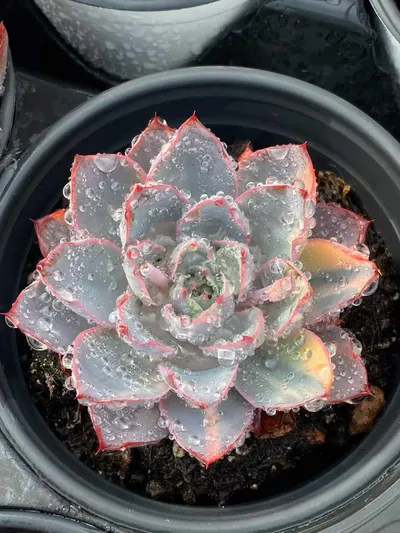 Echeveria 'Hera' Variegated (赫拉锦) succulent — wholesale bare-root export from Yunnan, China (2 of 5)