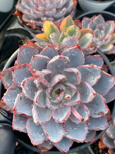 Echeveria 'Hera' Variegated (赫拉锦) succulent — wholesale bare-root export from Yunnan, China (3 of 5)