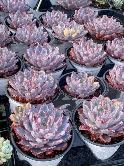Echeveria 'Hera' Variegated (赫拉锦) succulent — wholesale bare-root export from Yunnan, China (4 of 5)