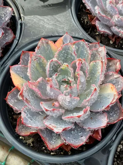 Echeveria Echeveria 'Hera' Variegated succulent — wholesale export from Yunnan, China