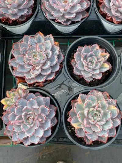 Echeveria 'Hera' Variegated (赫拉锦) succulent — wholesale bare-root export from Yunnan, China (5 of 5)