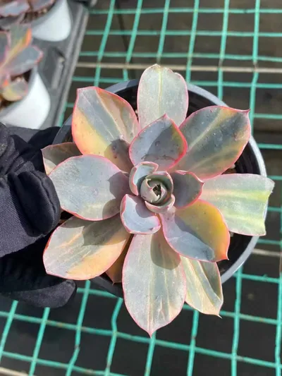 Echeveria Echeveria 'Hera' Variegated Single succulent — wholesale export from Yunnan, China