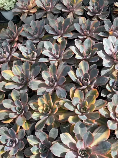 Echeveria 'Hera' Variegated Single (赫拉锦单头) succulent — wholesale bare-root export from Yunnan, China (3 of 4)