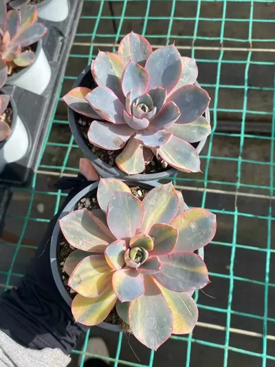 Echeveria 'Hera' Variegated Single (赫拉锦单头) succulent — wholesale bare-root export from Yunnan, China (4 of 4)