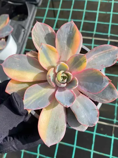 Echeveria 'Hera' Variegated Single (赫拉锦单头) succulent — wholesale bare-root export from Yunnan, China (2 of 4)