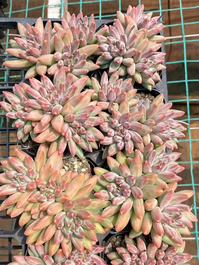 Echeveria 'Icarus' 3 Heads Cluster (伊卡鲁斯三头群) succulent — wholesale bare-root export from Yunnan, China (3 of 4)