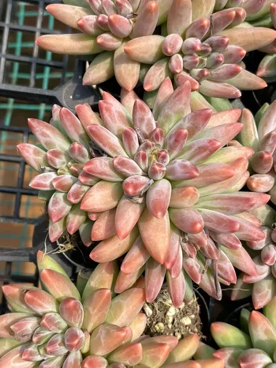 Echeveria 'Icarus' 3 Heads Cluster (伊卡鲁斯三头群) succulent — wholesale bare-root export from Yunnan, China (2 of 4)