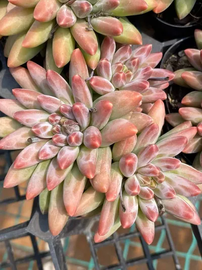 Echeveria Echeveria 'Icarus' 3 Heads Cluster succulent — wholesale export from Yunnan, China