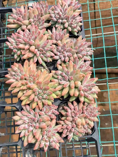 Echeveria 'Icarus' 3 Heads Cluster (伊卡鲁斯三头群) succulent — wholesale bare-root export from Yunnan, China (4 of 4)