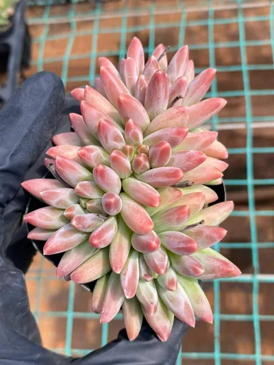 Echeveria 'Icarus' 4 Heads (伊卡鲁斯四头) succulent — wholesale bare-root export from Yunnan, China (2 of 5)