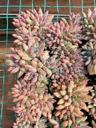 Echeveria 'Icarus' 4 Heads (伊卡鲁斯四头) succulent — wholesale bare-root export from Yunnan, China (5 of 5)