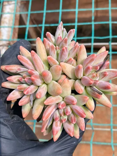 Echeveria Echeveria 'Icarus' 4 Heads succulent — wholesale export from Yunnan, China