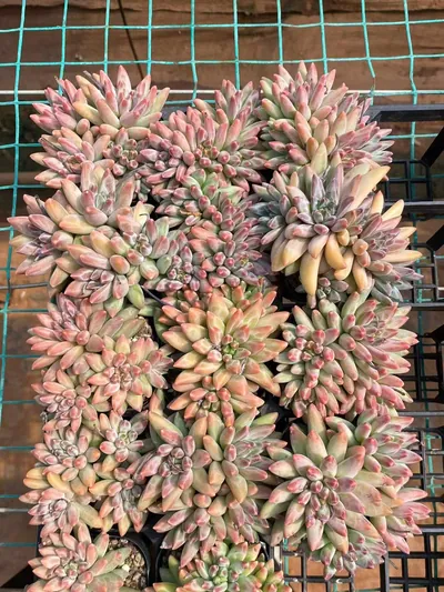 Echeveria 'Icarus' 4 Heads (伊卡鲁斯四头) succulent — wholesale bare-root export from Yunnan, China (4 of 5)