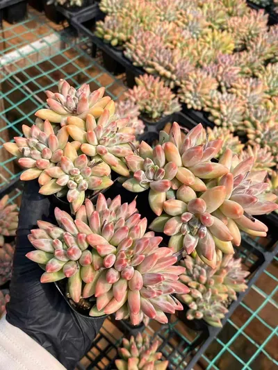 Echeveria 'Icarus' 4 Heads (伊卡鲁斯四头) succulent — wholesale bare-root export from Yunnan, China (3 of 5)