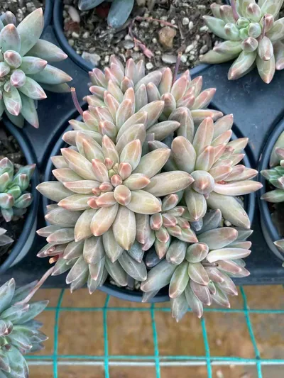 Echeveria 'Icarus' Cluster (伊卡鲁斯群) succulent — wholesale bare-root export from Yunnan, China (2 of 9)