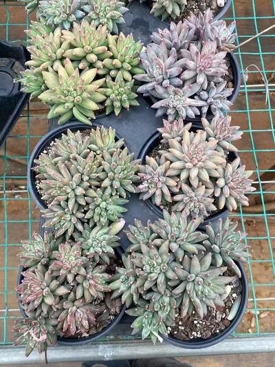 Echeveria 'Icarus' Cluster (伊卡鲁斯群) succulent — wholesale bare-root export from Yunnan, China (4 of 9)
