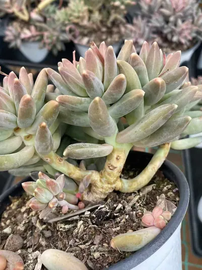 Echeveria 'Icarus' Cluster (伊卡鲁斯群) succulent — wholesale bare-root export from Yunnan, China (9 of 9)