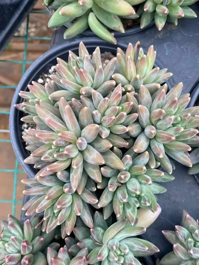 Echeveria 'Icarus' Cluster (伊卡鲁斯群) succulent — wholesale bare-root export from Yunnan, China (5 of 9)