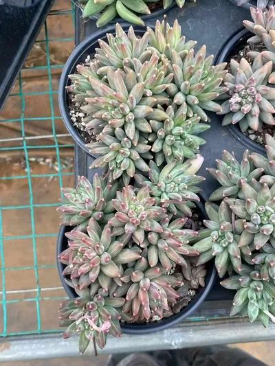 Echeveria 'Icarus' Cluster (伊卡鲁斯群) succulent — wholesale bare-root export from Yunnan, China (6 of 9)