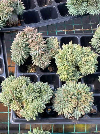 Echeveria 'Icarus' Crested (伊卡鲁斯缀) succulent — wholesale bare-root export from Yunnan, China (3 of 6)