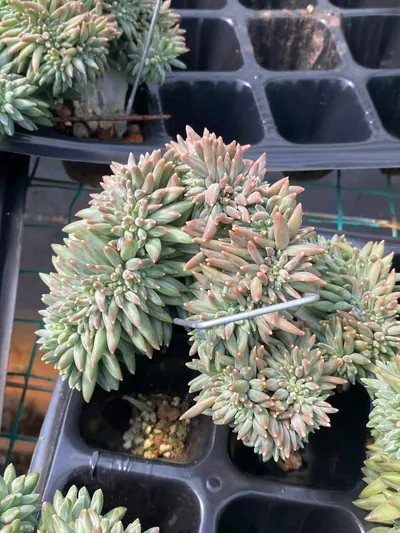 Echeveria 'Icarus' Crested (伊卡鲁斯缀) succulent — wholesale bare-root export from Yunnan, China (5 of 6)