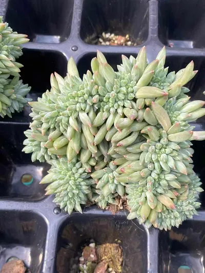Echeveria 'Icarus' Crested (伊卡鲁斯缀) succulent — wholesale bare-root export from Yunnan, China (4 of 6)
