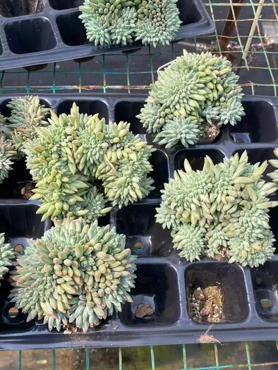 Echeveria 'Icarus' Crested (伊卡鲁斯缀) succulent — wholesale bare-root export from Yunnan, China (6 of 6)