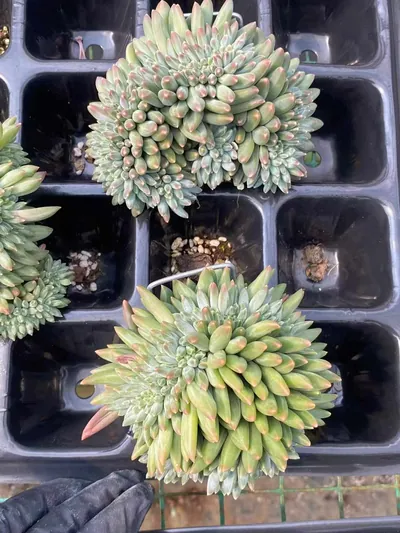 Echeveria Echeveria 'Icarus' Crested succulent — wholesale export from Yunnan, China