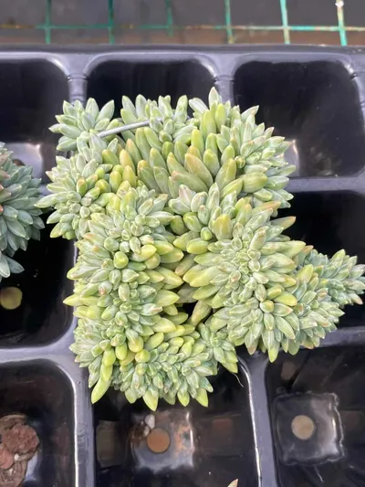 Echeveria 'Icarus' Crested (伊卡鲁斯缀) succulent — wholesale bare-root export from Yunnan, China (2 of 6)