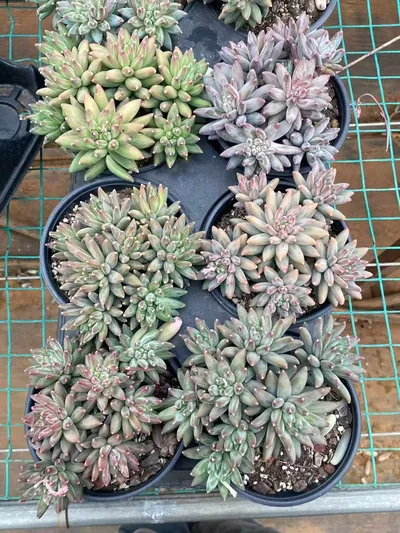 Echeveria 'Icarus' Stemmed Cluster (伊卡鲁斯桩桩群) succulent — wholesale bare-root export from Yunnan, China (3 of 9)