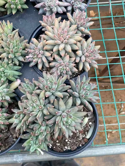 Echeveria 'Icarus' Stemmed Cluster (伊卡鲁斯桩桩群) succulent — wholesale bare-root export from Yunnan, China (4 of 9)