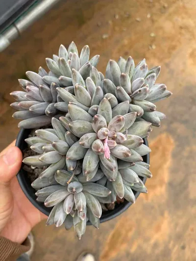 Echeveria 'Icarus' Stemmed Cluster (伊卡鲁斯桩桩群) succulent — wholesale bare-root export from Yunnan, China (8 of 9)