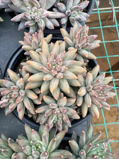 Echeveria Echeveria 'Icarus' Stemmed Cluster succulent — wholesale export from Yunnan, China