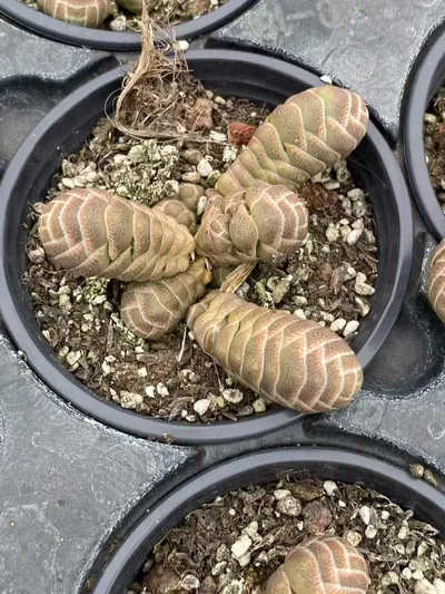 Crassula Echeveria 'Jade Camellia' (玉椿) succulent — wholesale bare-root export from Yunnan, China (2 of 4)