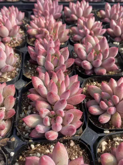Echeveria Echeveria 'Kingyobina' succulent — wholesale export from Yunnan, China