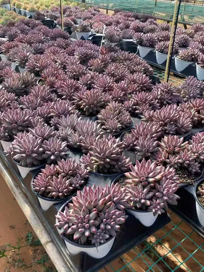 Echeveria 'Kingyobina' (5+ Heads) Cluster (五头起发金鱼姬群) succulent — wholesale bare-root export from Yunnan, China (3 of 4)