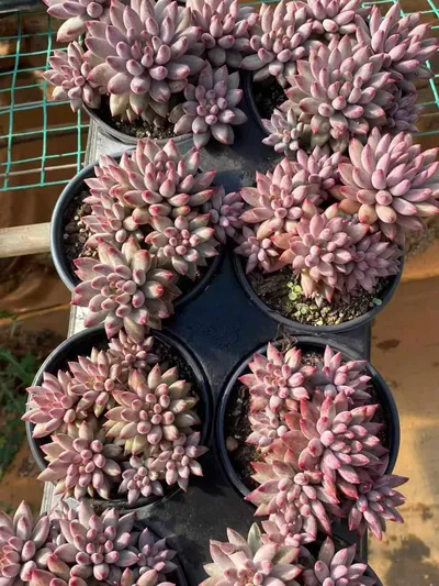 Echeveria 'Kingyobina' (5+ Heads) Cluster (五头起发金鱼姬群) succulent — wholesale bare-root export from Yunnan, China (4 of 4)