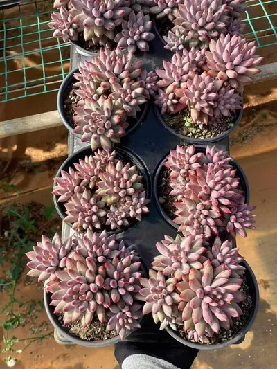 Echeveria 'Kingyobina' (5+ Heads) Cluster (五头起发金鱼姬群) succulent — wholesale bare-root export from Yunnan, China (2 of 4)