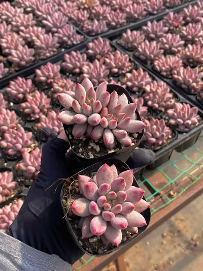 Echeveria 'Kingyobina' (金鱼姬) succulent — wholesale bare-root export from Yunnan, China (4 of 4)