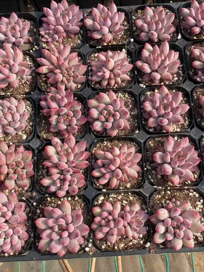 Echeveria 'Kingyobina' (金鱼姬) succulent — wholesale bare-root export from Yunnan, China (2 of 4)