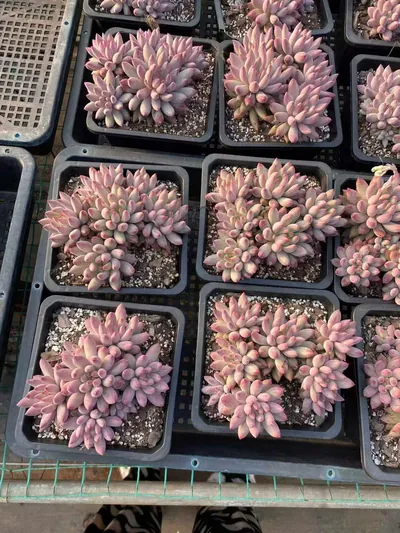 Echeveria 'Kingyobina' Cluster (金鱼姬群) succulent — wholesale bare-root export from Yunnan, China (4 of 7)