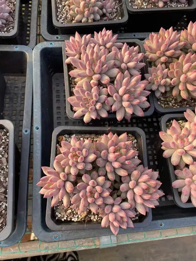 Echeveria 'Kingyobina' Cluster (金鱼姬群) succulent — wholesale bare-root export from Yunnan, China (3 of 7)