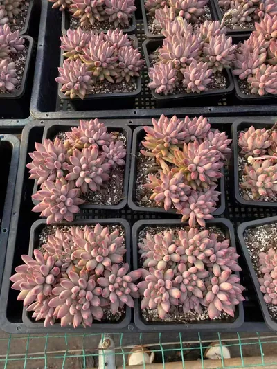 Echeveria 'Kingyobina' Cluster (金鱼姬群) succulent — wholesale bare-root export from Yunnan, China (6 of 7)