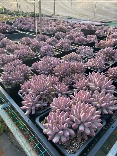 Echeveria 'Kingyobina' Cluster (金鱼姬群) succulent — wholesale bare-root export from Yunnan, China (5 of 7)