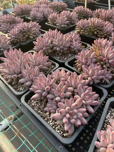 Echeveria 'Kingyobina' Cluster (金鱼姬群) succulent — wholesale bare-root export from Yunnan, China (7 of 7)