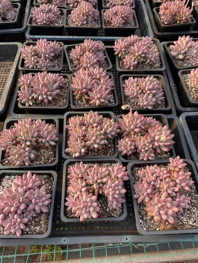 Echeveria Echeveria 'Kingyobina' Cluster succulent — wholesale export from Yunnan, China